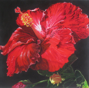 Hibiscus 2