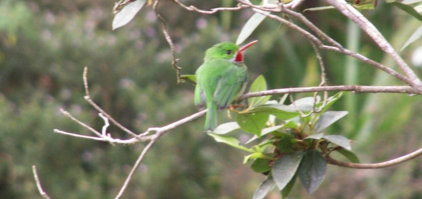 Endemic Tody Bird